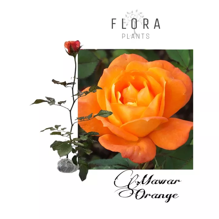 Detail Gambar Bunga Orange Nomer 47