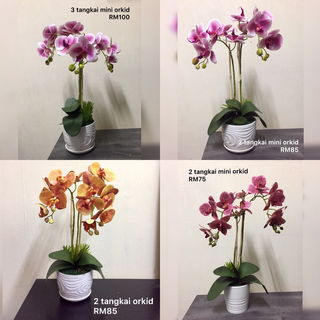 Detail Gambar Bunga Orkid Hiasan Nomer 49