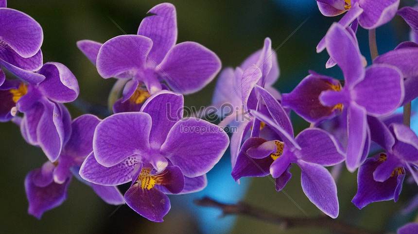 Detail Gambar Bunga Orkid Yang Cantik Nomer 13
