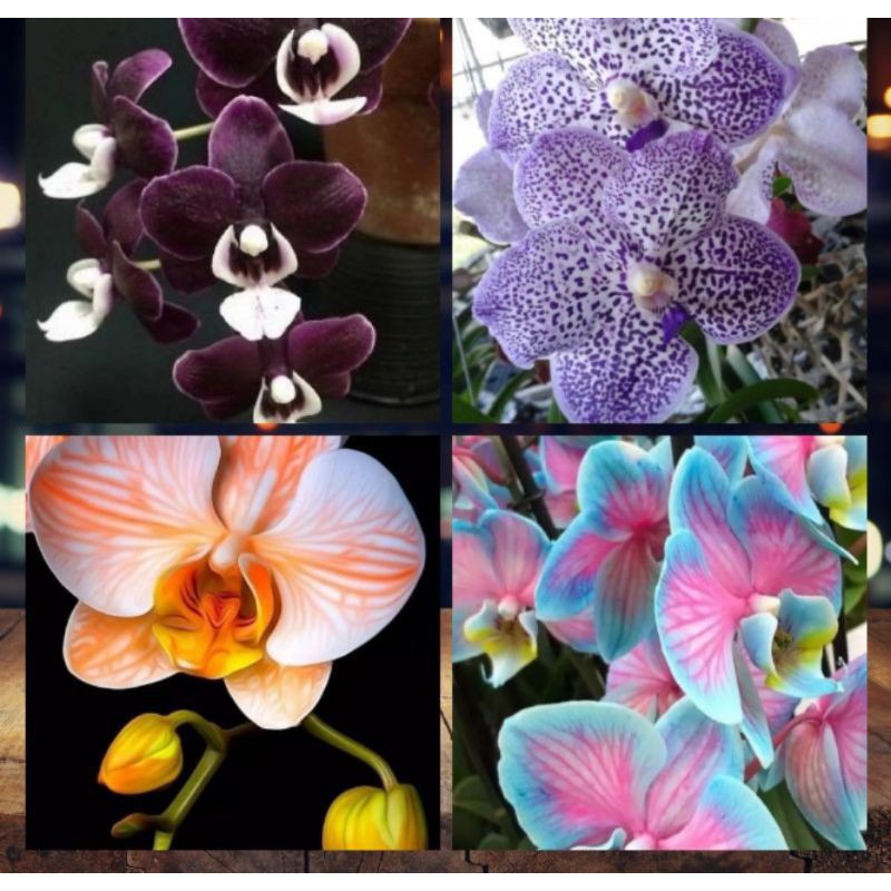 Detail Gambar Bunga Orkid Yang Cantik Nomer 46
