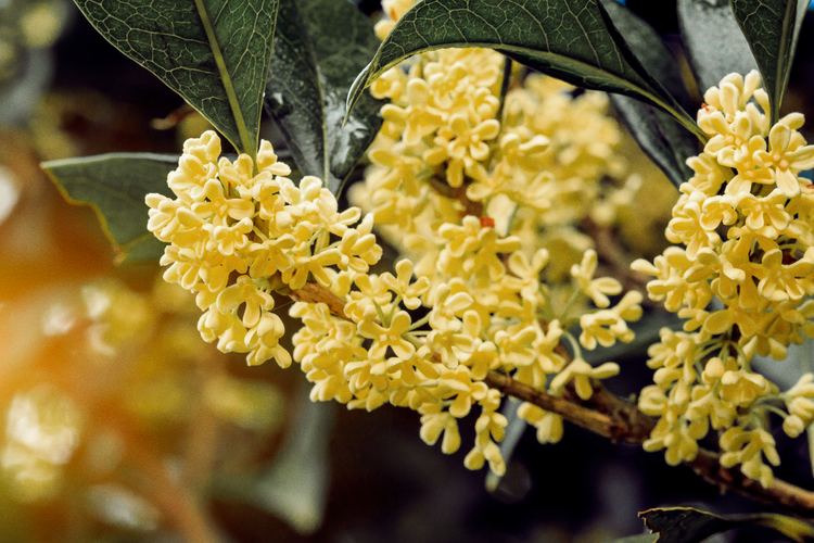 Gambar Bunga Osmanthus - KibrisPDR