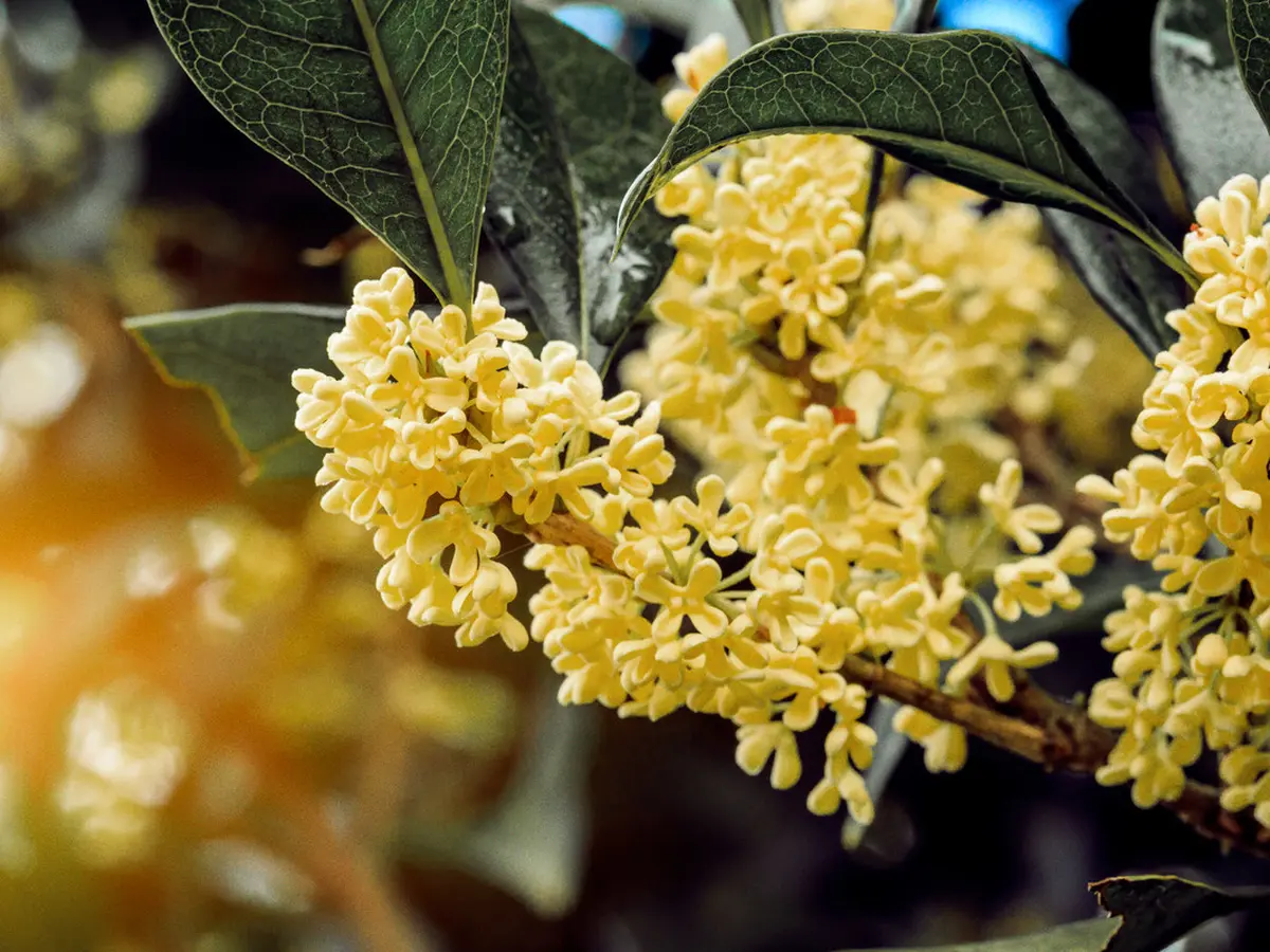 Detail Gambar Bunga Osmanthus Nomer 14