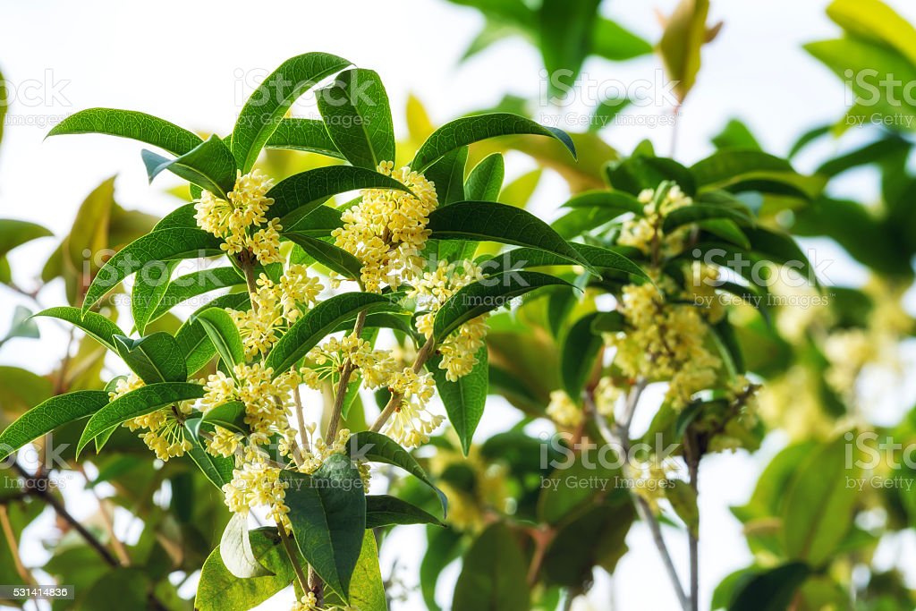 Detail Gambar Bunga Osmanthus Nomer 25