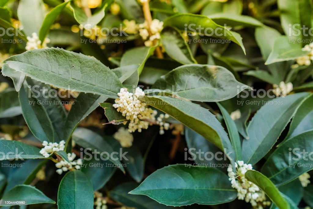 Detail Gambar Bunga Osmanthus Nomer 31