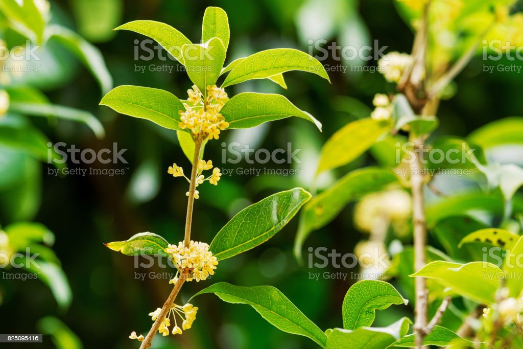 Detail Gambar Bunga Osmanthus Nomer 34