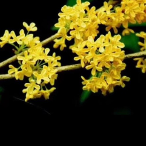 Detail Gambar Bunga Osmanthus Nomer 36