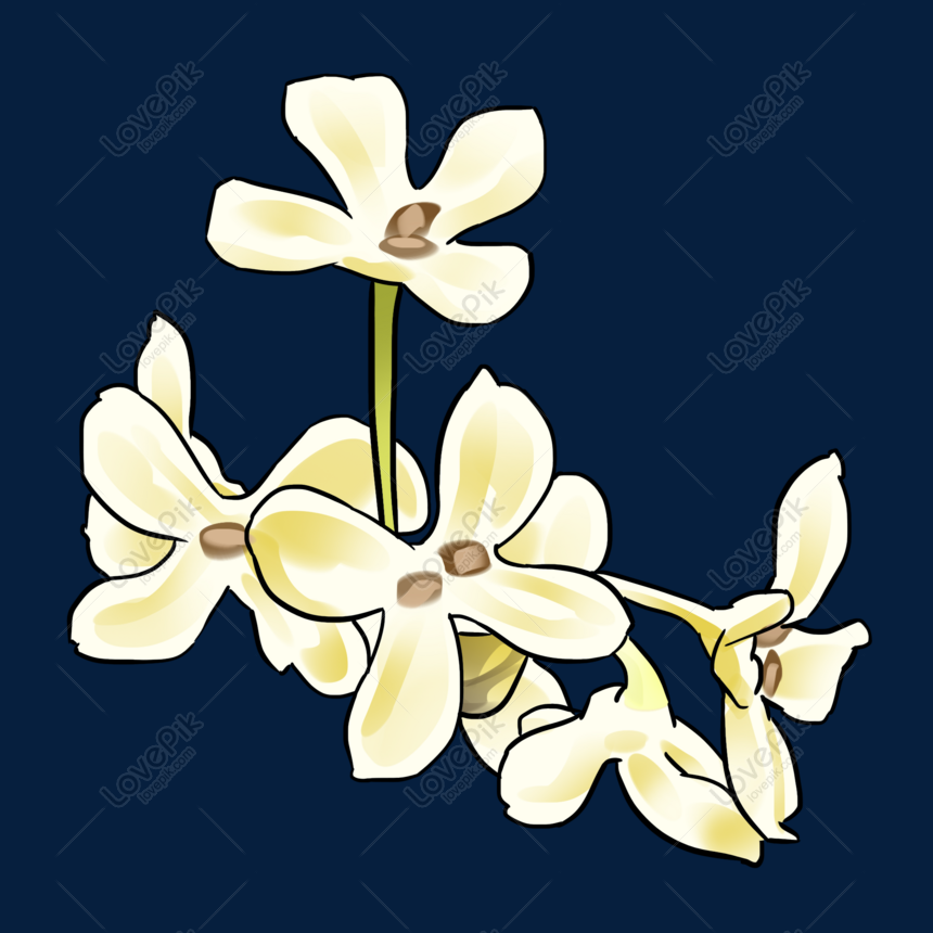 Detail Gambar Bunga Osmanthus Nomer 38