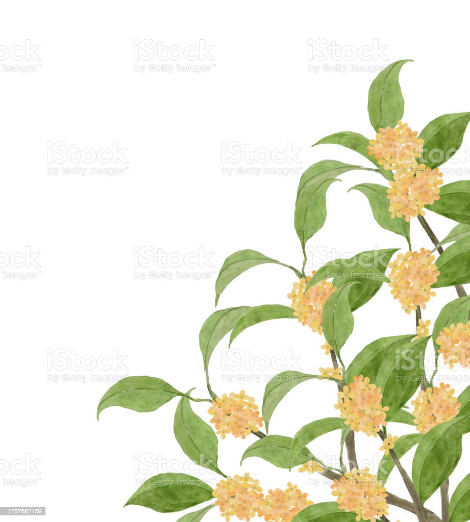Detail Gambar Bunga Osmanthus Nomer 42