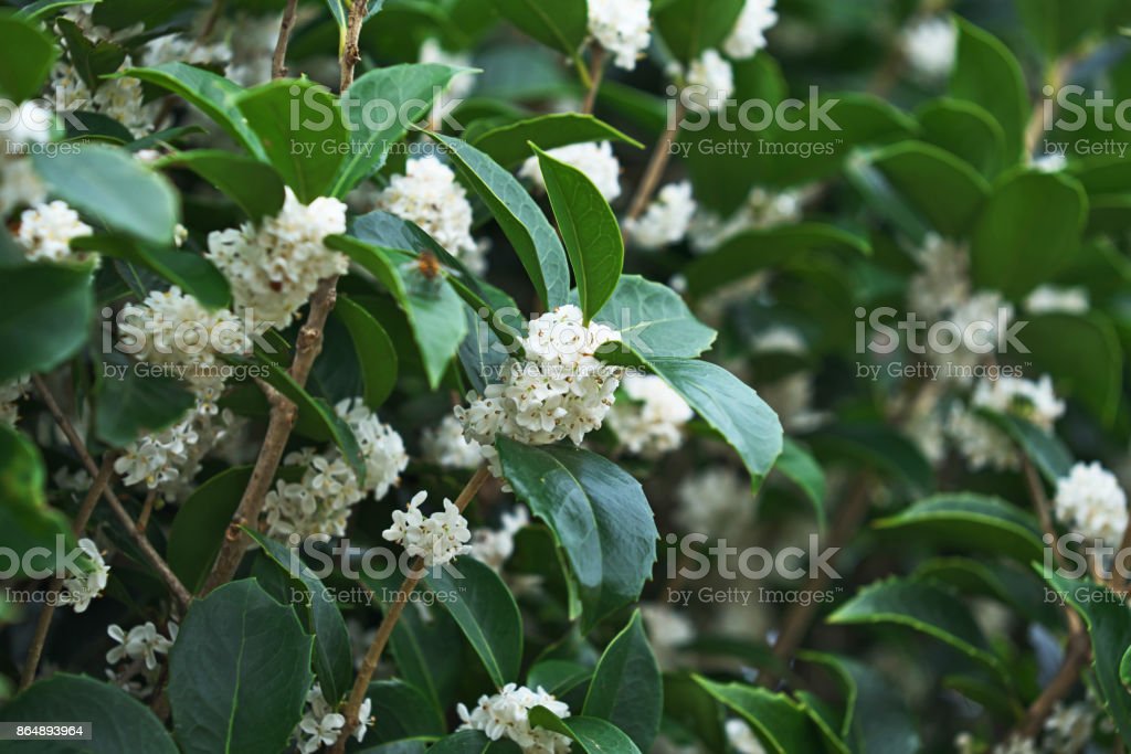 Detail Gambar Bunga Osmanthus Nomer 46