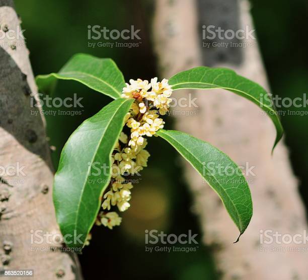 Detail Gambar Bunga Osmanthus Nomer 50