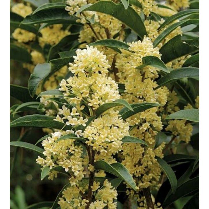 Detail Gambar Bunga Osmanthus Nomer 7