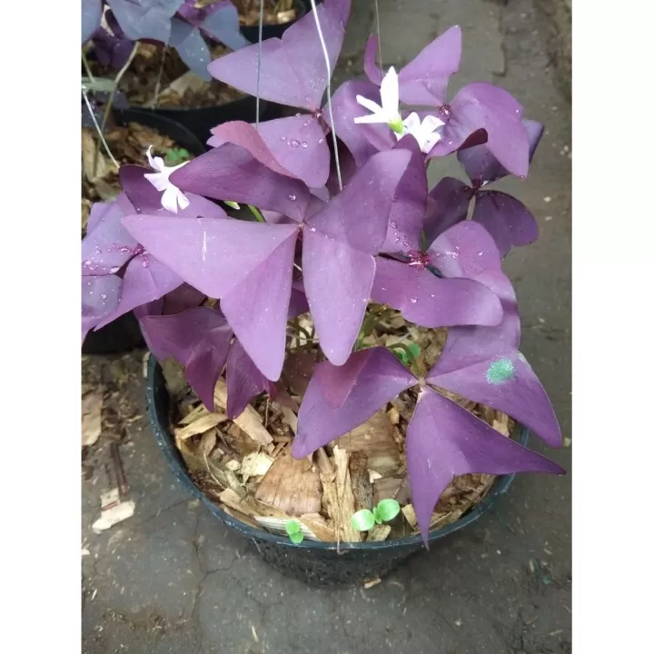 Detail Gambar Bunga Oxalis Nomer 29