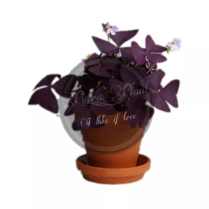 Detail Gambar Bunga Oxalis Nomer 38