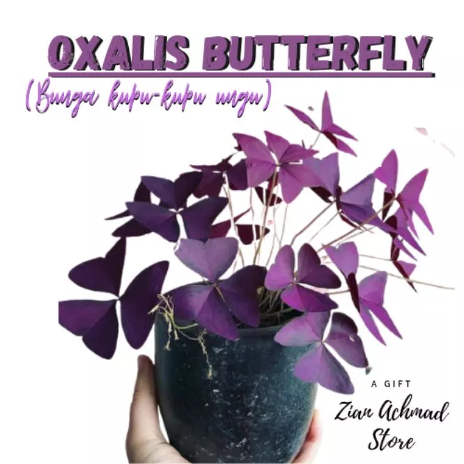 Detail Gambar Bunga Oxalis Nomer 49