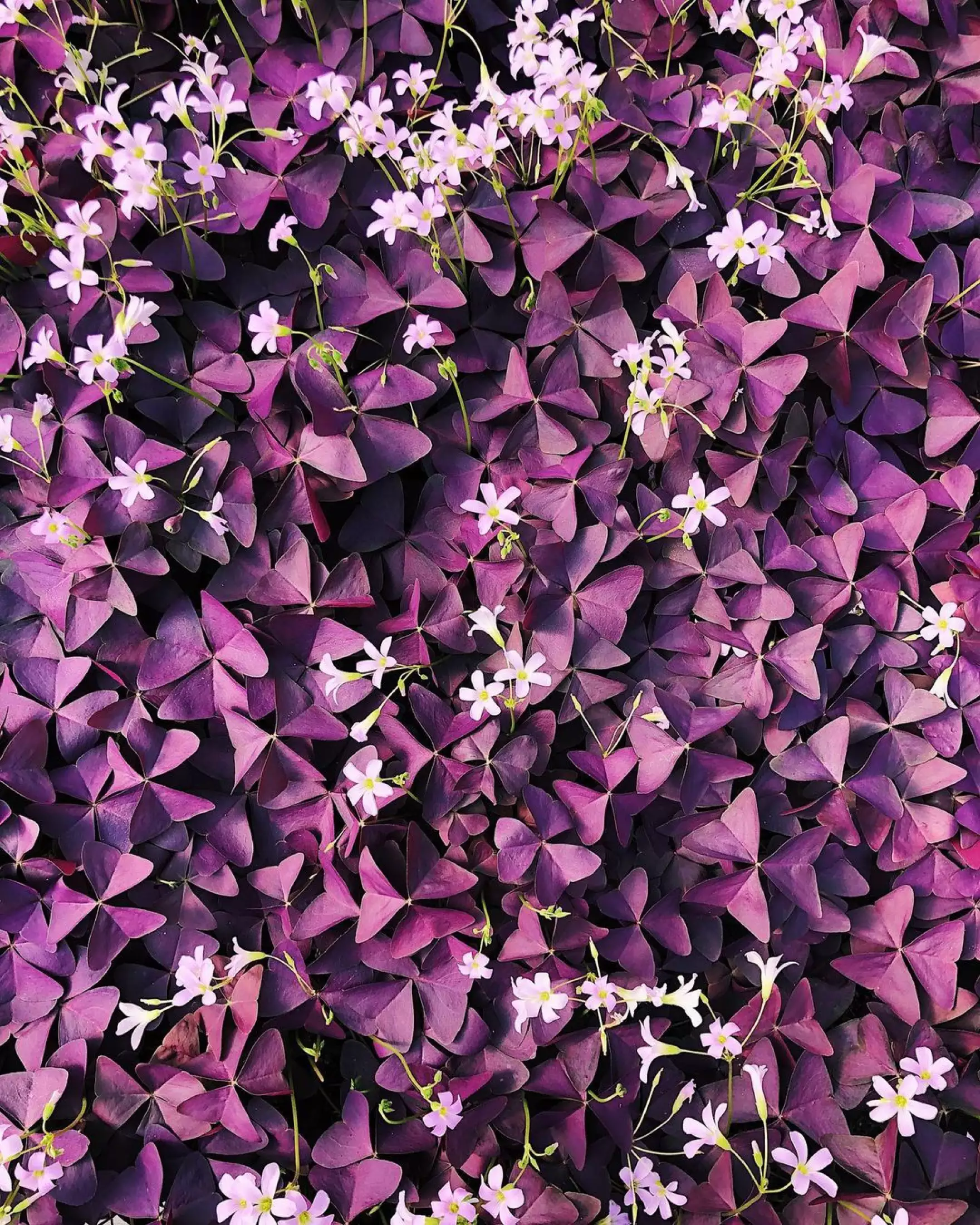 Detail Gambar Bunga Oxalis Nomer 56