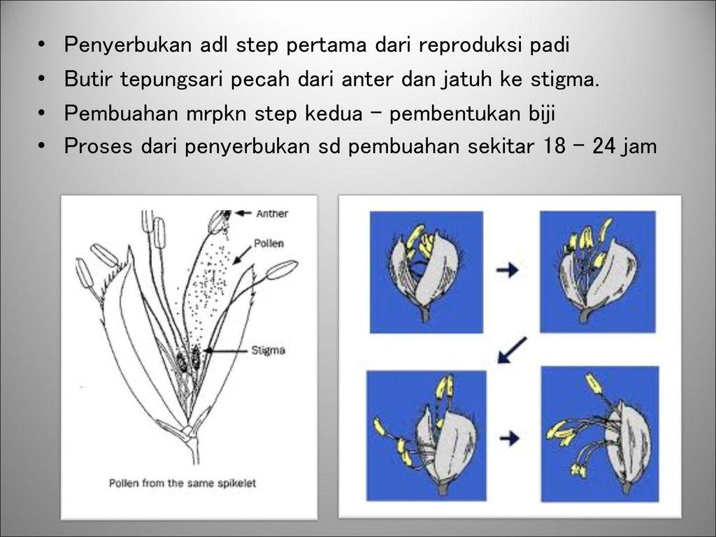 Detail Gambar Bunga Padi Dan Bagiannya Nomer 8