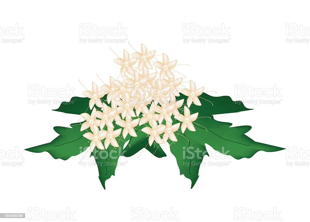 Detail Gambar Bunga Pagoda Putih Nomer 37