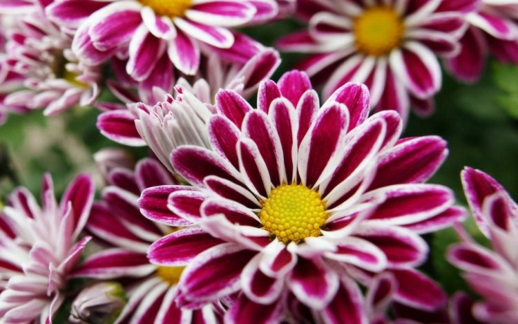 Detail Gambar Bunga Paling Cantik Nomer 3