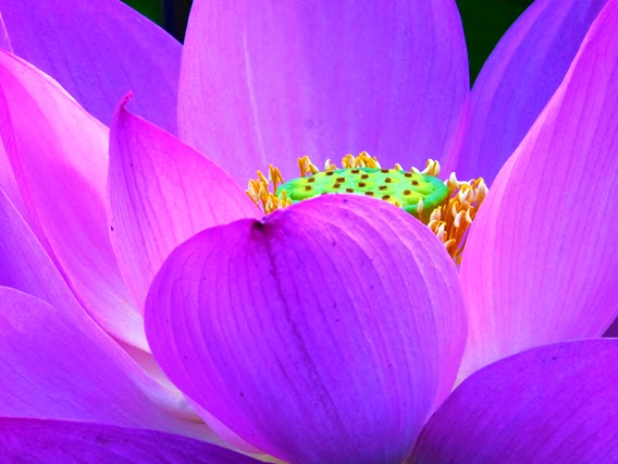 Detail Gambar Bunga Paling Cantik Di Dunia Nomer 11