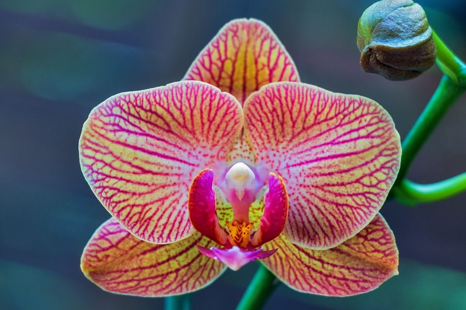 Detail Gambar Bunga Paling Cantik Di Dunia Nomer 22