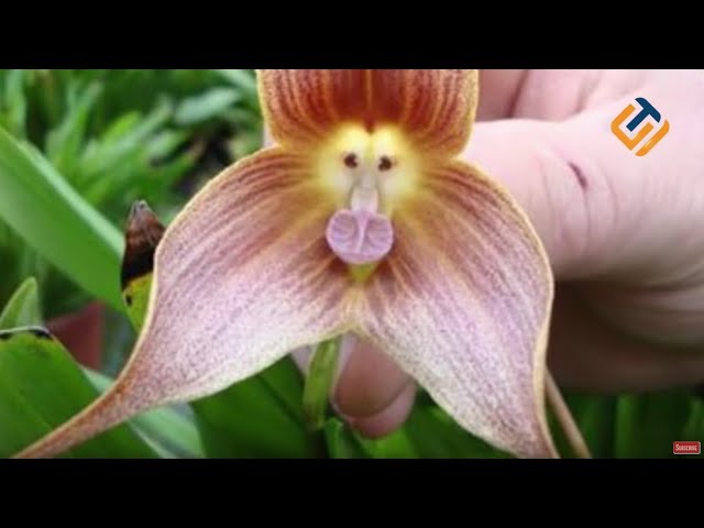 Detail Gambar Bunga Paling Cantik Di Dunia Nomer 43
