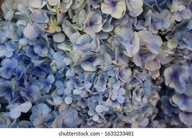 Detail Gambar Bunga Panca Warna Nomer 48