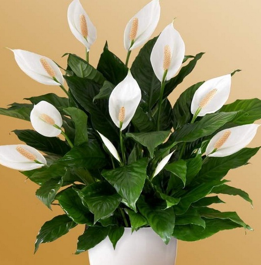 Detail Gambar Bunga Peace Lily Nomer 2