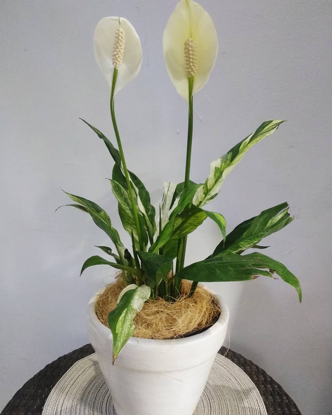 Detail Gambar Bunga Peace Lily Nomer 14