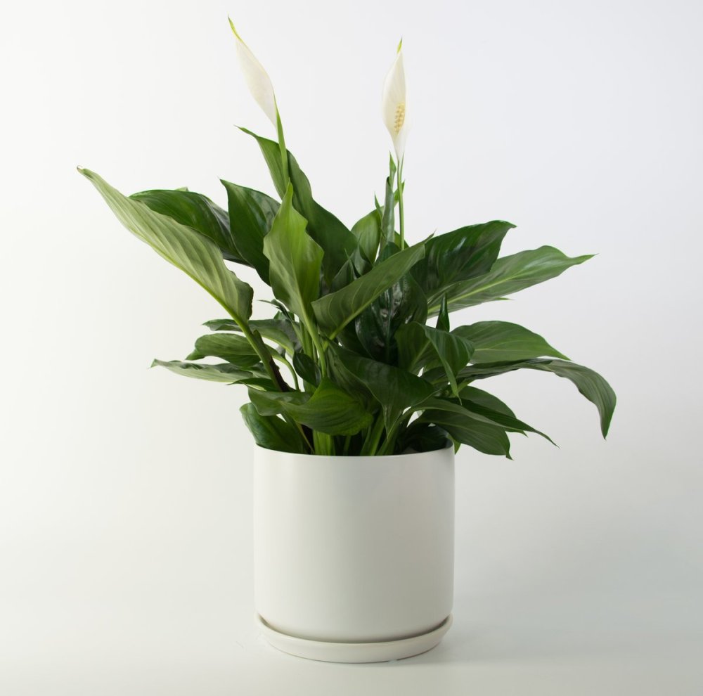 Detail Gambar Bunga Peace Lily Nomer 17