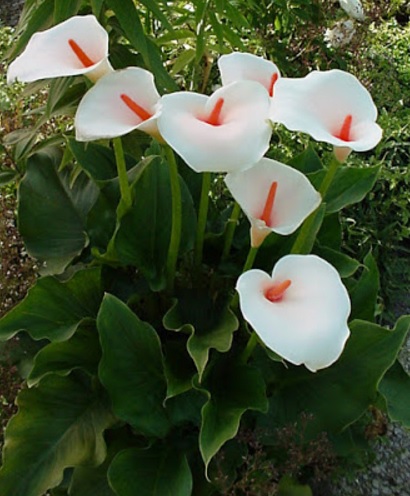 Detail Gambar Bunga Peace Lily Nomer 19