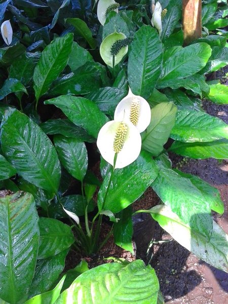 Detail Gambar Bunga Peace Lily Nomer 23