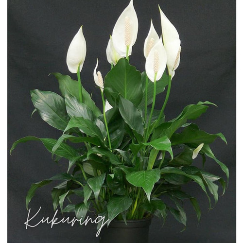 Detail Gambar Bunga Peace Lily Nomer 26