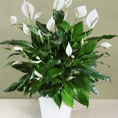 Detail Gambar Bunga Peace Lily Nomer 33