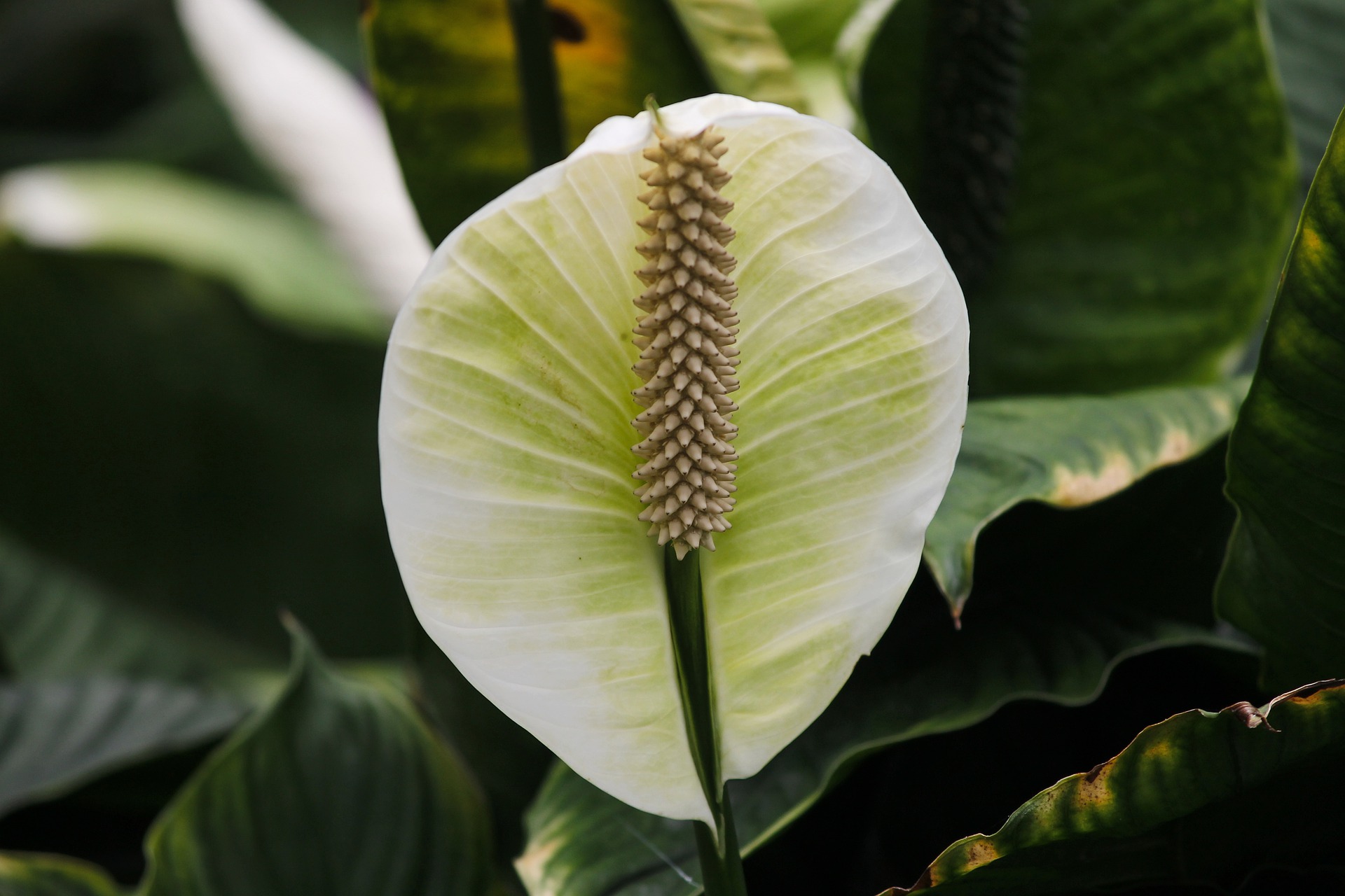 Detail Gambar Bunga Peace Lily Nomer 34