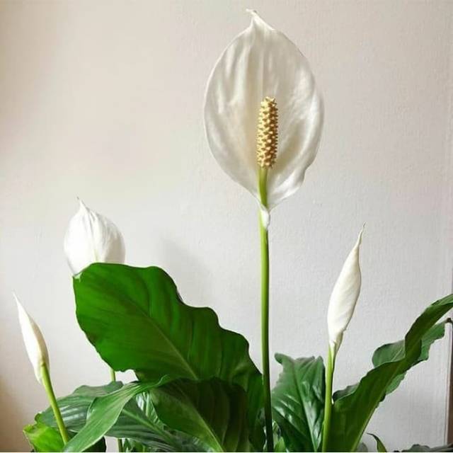 Detail Gambar Bunga Peace Lily Nomer 37