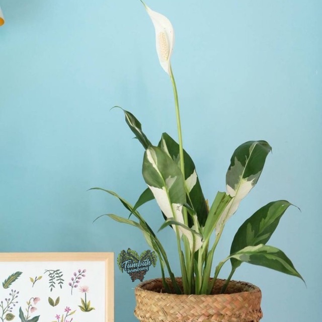 Detail Gambar Bunga Peace Lily Nomer 43