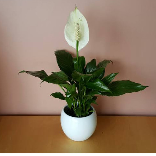 Detail Gambar Bunga Peace Lily Nomer 44