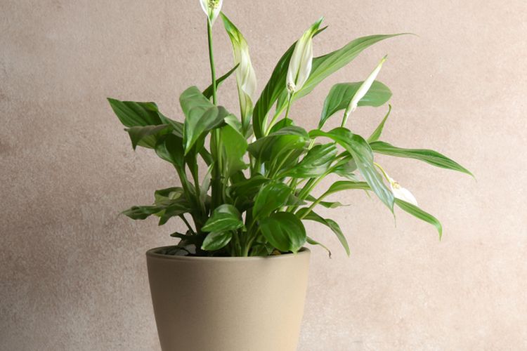 Detail Gambar Bunga Peace Lily Nomer 45