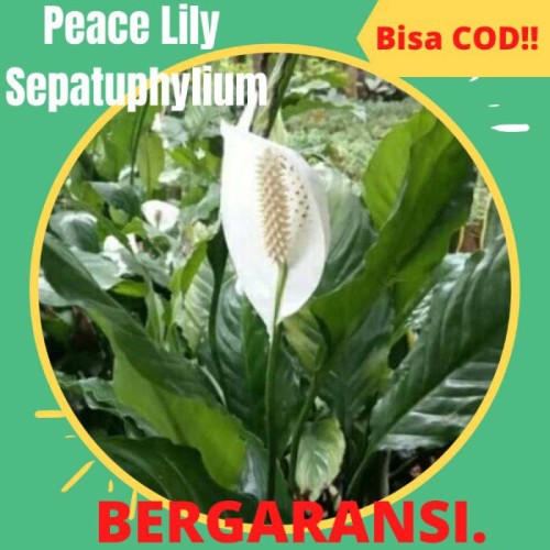 Detail Gambar Bunga Peace Lily Nomer 46
