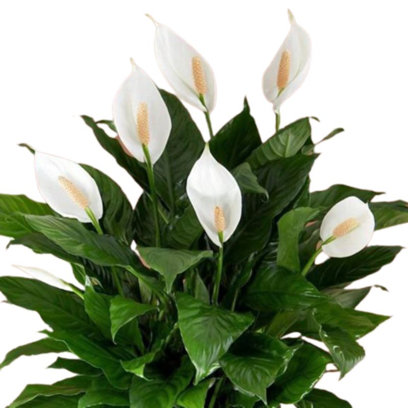 Detail Gambar Bunga Peace Lily Nomer 51