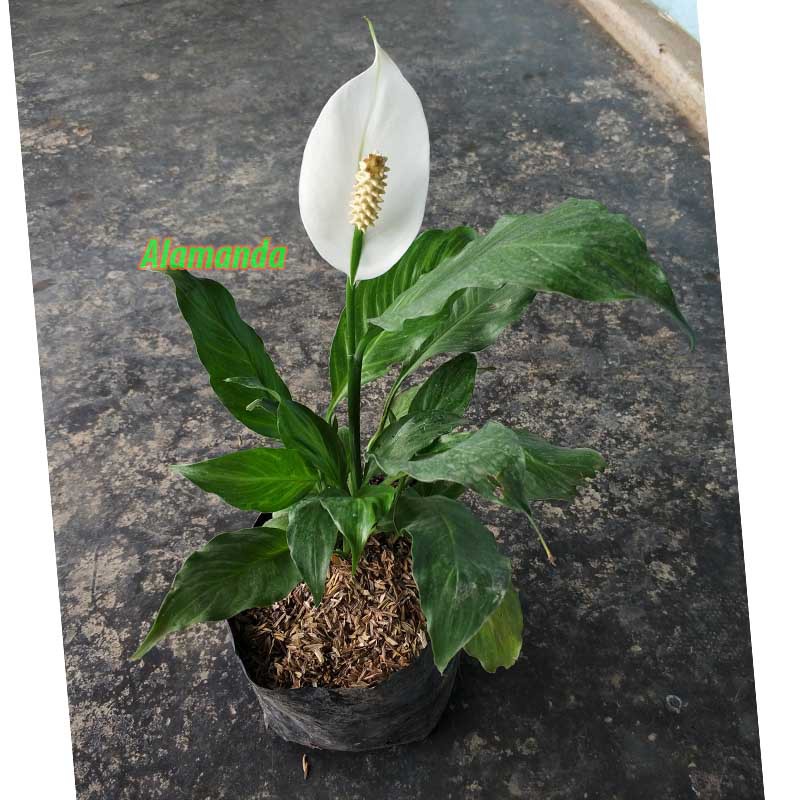 Detail Gambar Bunga Peace Lily Nomer 8