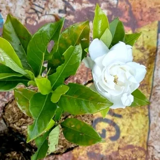 Detail Gambar Bunga Pecah Piring Nomer 52