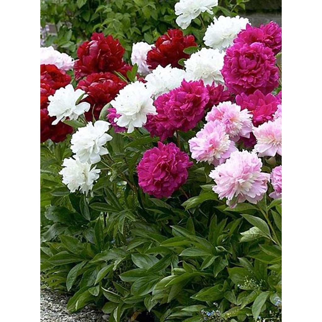 Detail Gambar Bunga Peony Nomer 17