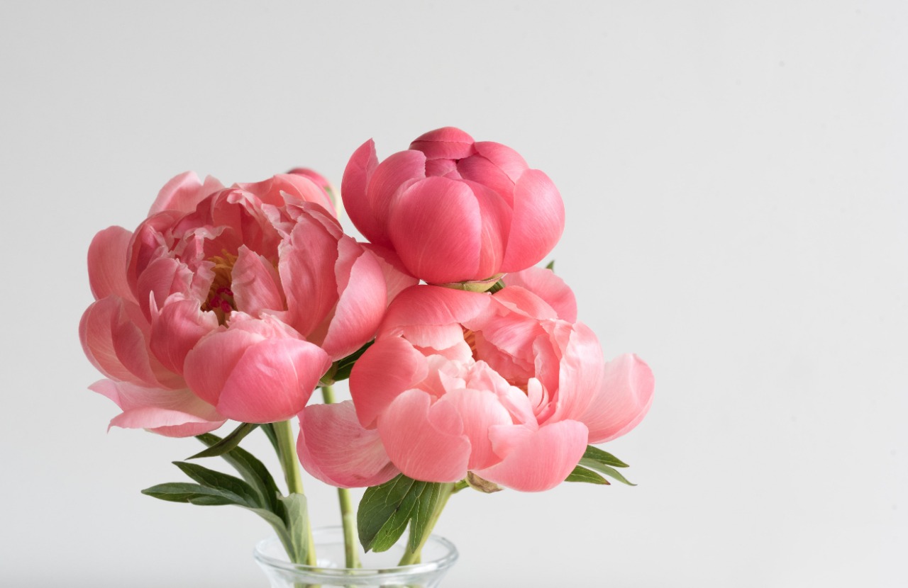 Detail Gambar Bunga Peony Nomer 19