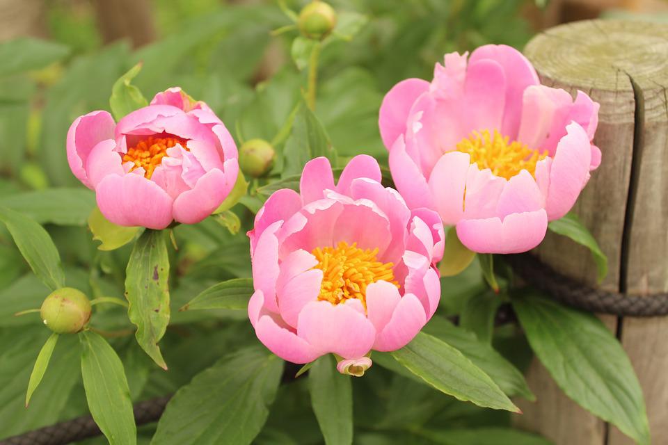 Detail Gambar Bunga Peony Nomer 39