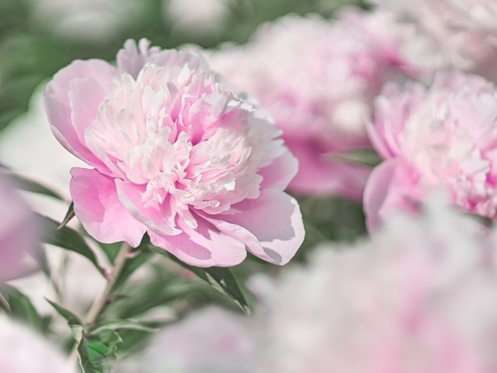 Detail Gambar Bunga Peony Nomer 6