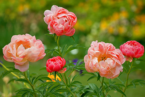 Detail Gambar Bunga Peony Nomer 8