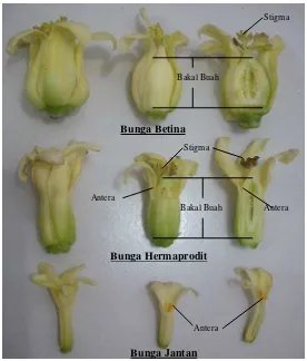 Detail Gambar Bunga Pepaya Betina Nomer 22