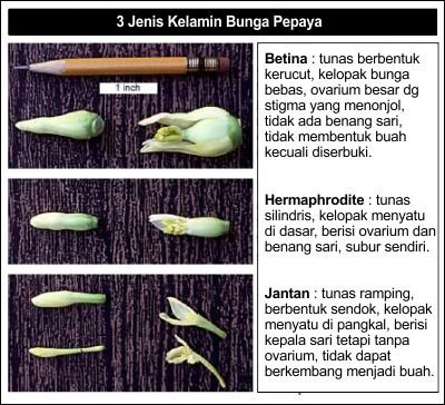 Detail Gambar Bunga Pepaya Betina Nomer 33