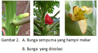 Detail Gambar Bunga Pepaya Betina Nomer 43